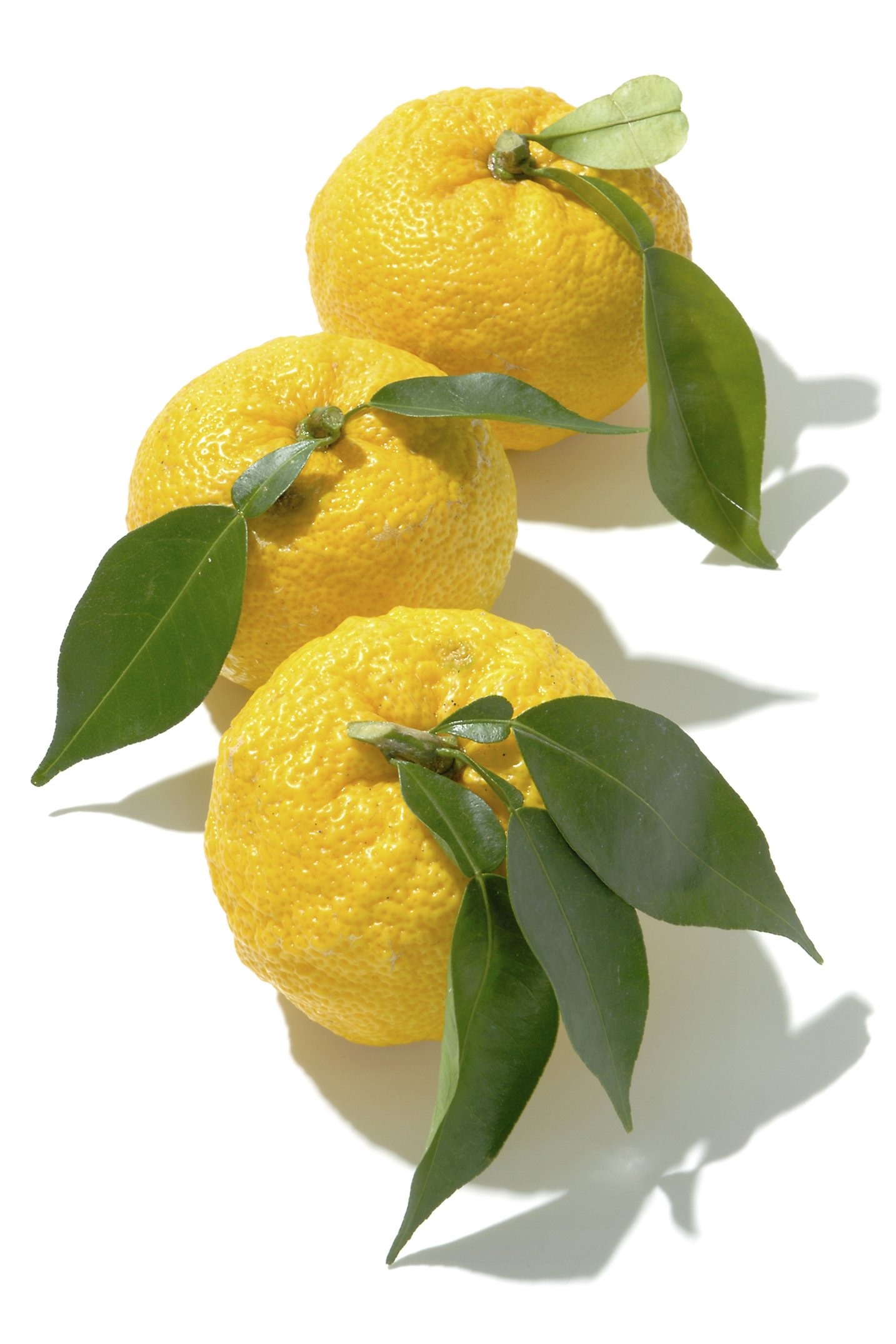 Kizami Yuzu (Chopped Yuzu Zest) – Kinjirushi Wasabi International USA Ltd.